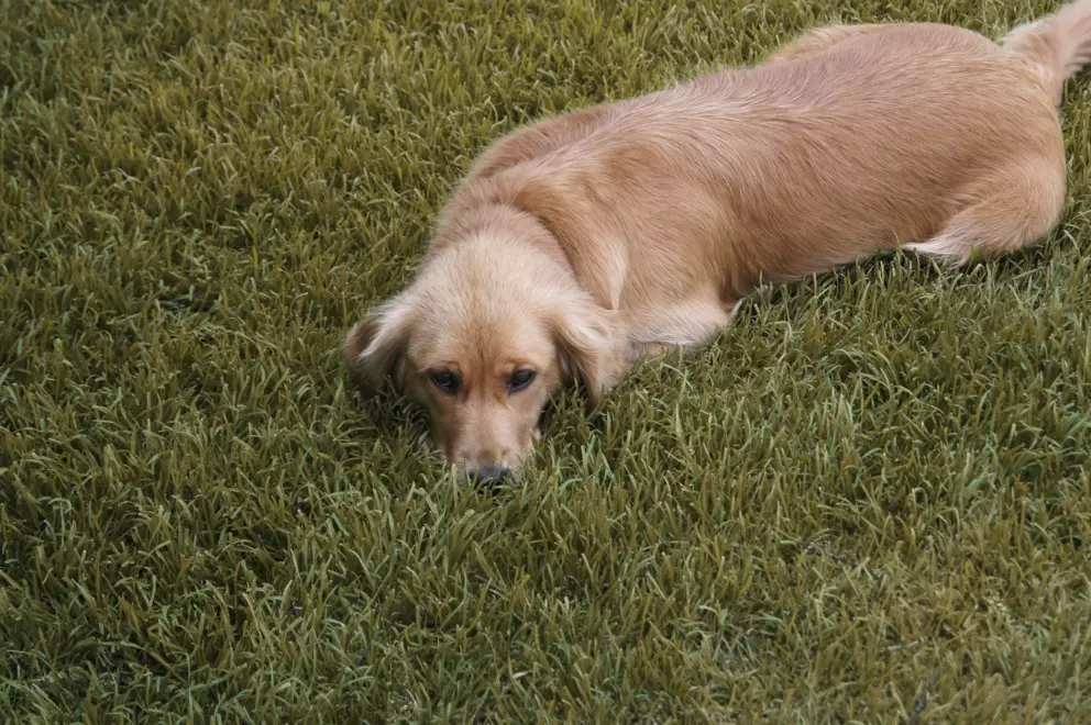 02 02 / 07 Die Blauer Gockel Höfe, Bayerischer Wald