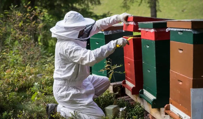 Zurück zur Natur