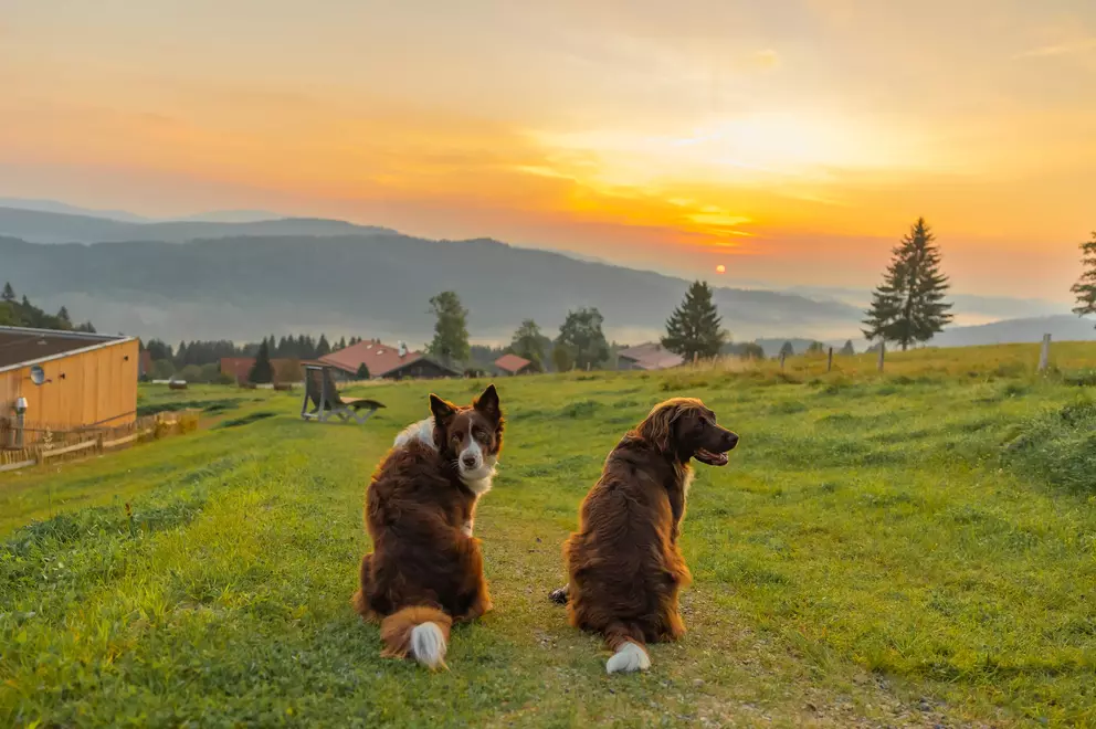 03 / 07 Hunderesort Waldeck, Philippsreut, Bayerischer Wald