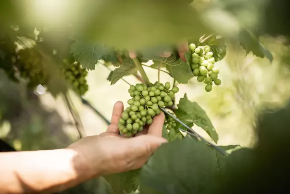 Weinselige Tage und Nächte