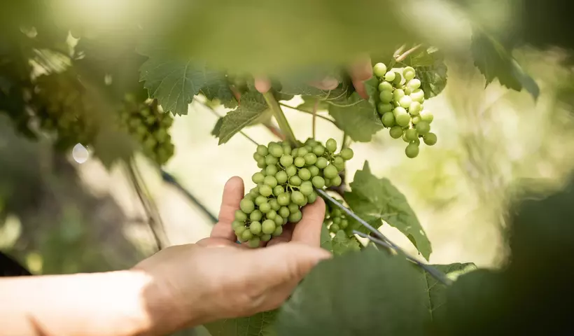 Weinselige Tage und Nächte