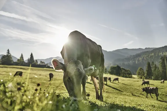 Naturerlebnisse im Allgäu