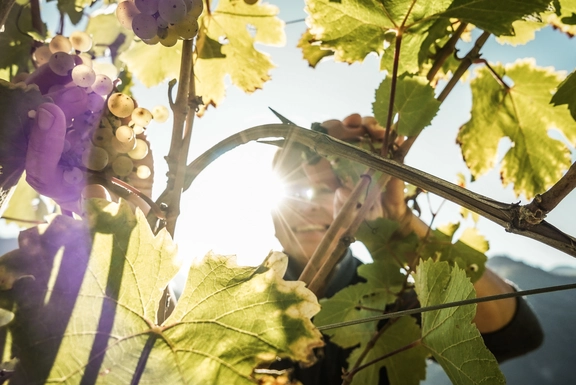 Unsere Lieblings-Genussbotschafter vom Sonnenplateau Ritten bei Bozen