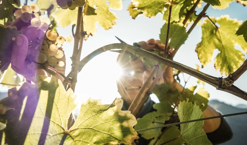 Unsere Lieblings-Genussbotschafter vom Sonnenplateau Ritten bei Bozen