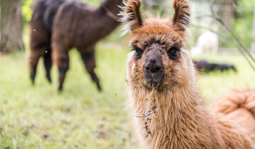 Familienurlaub mit Lama, Adler & Co.